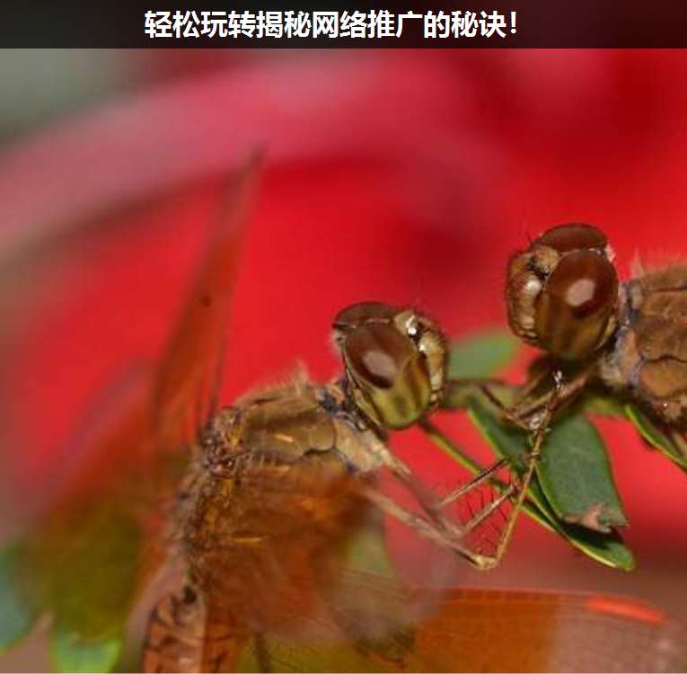 輕松玩轉揭秘網(wǎng)絡推廣的秘訣!